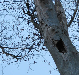 Brown bat